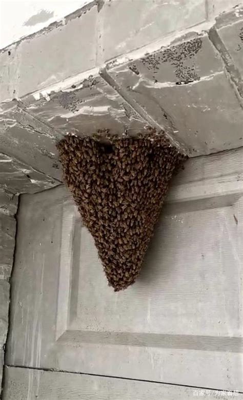 符玄 xxx 蜜蜂来家做窝好吗